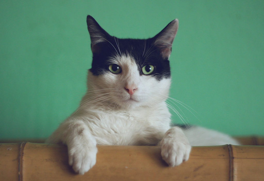 caixa de areia para gatos 1