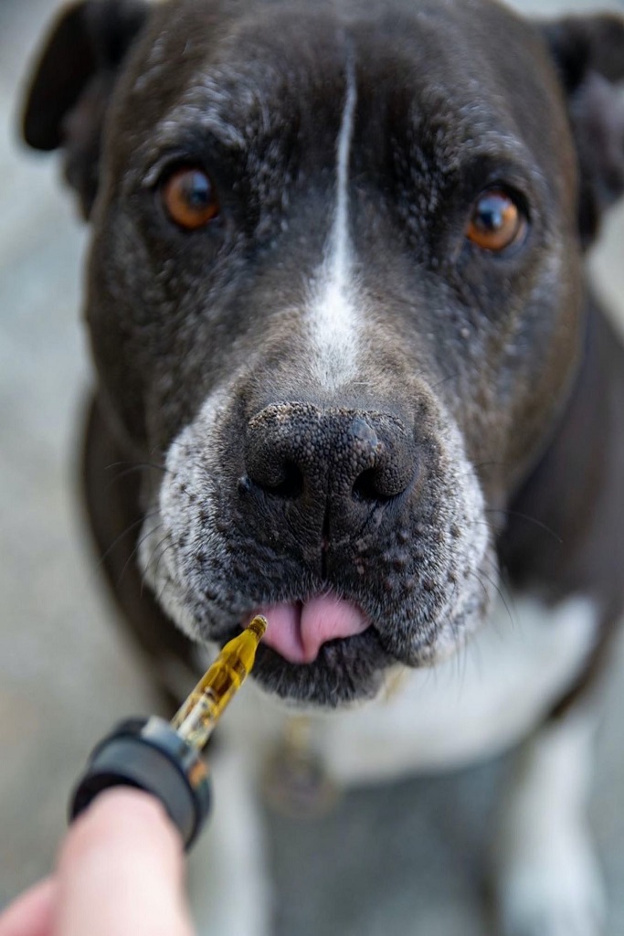 Dicas para dar remedio para cachorro liquido Blog Dona