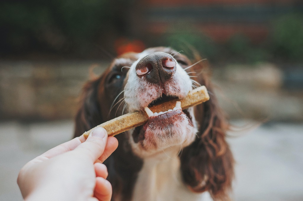 Dicas para dar remedio para cachorro petisco Blog Dona