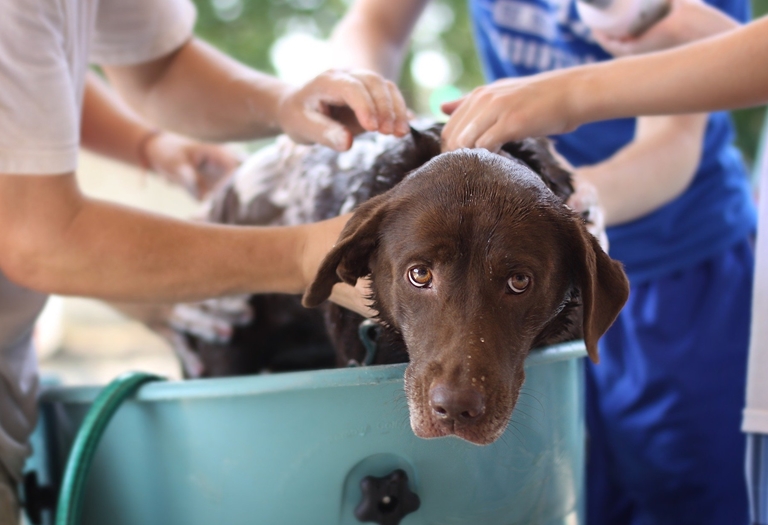 Como dar banho em cachorro - dicas