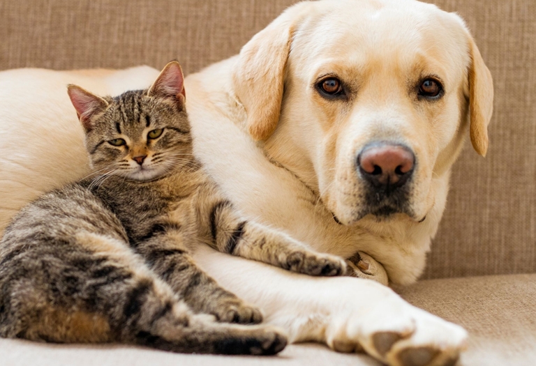 É comum cães e gatos apresentarem desconfortos pós-cirúrgicos