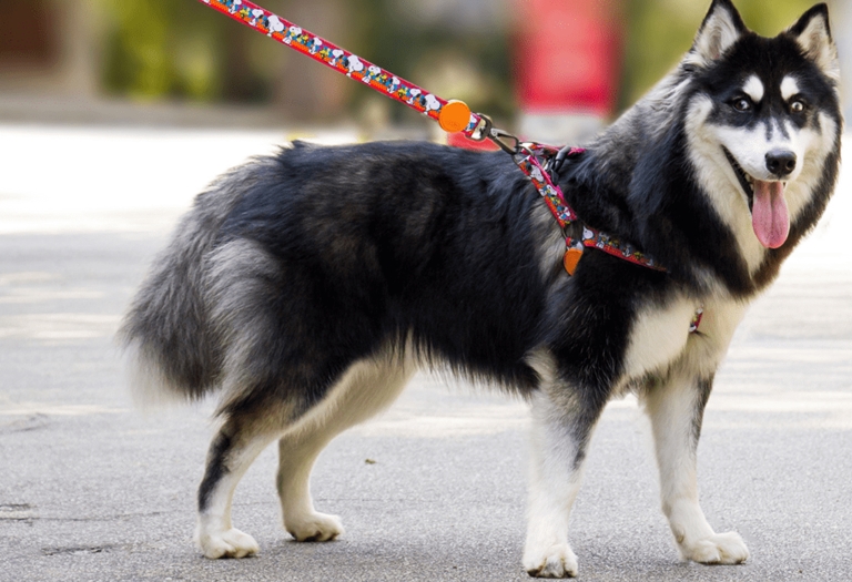 Passear com guia e coleira garante proteção para seu pet