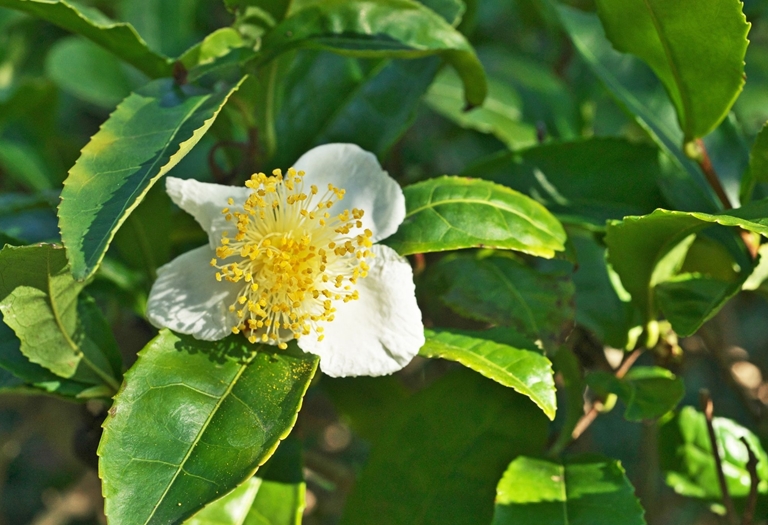Chá tradicional é feito a partir da planta Camellia sinensis