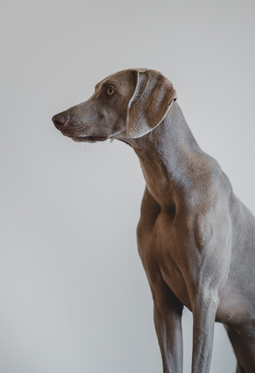 Como limpar orelha de cachorro - cão grande