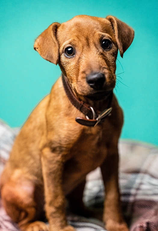 Como limpar orelha de cachorro - filhote