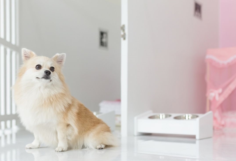 Como manter a área dos pets sempre limpa e cheirosa