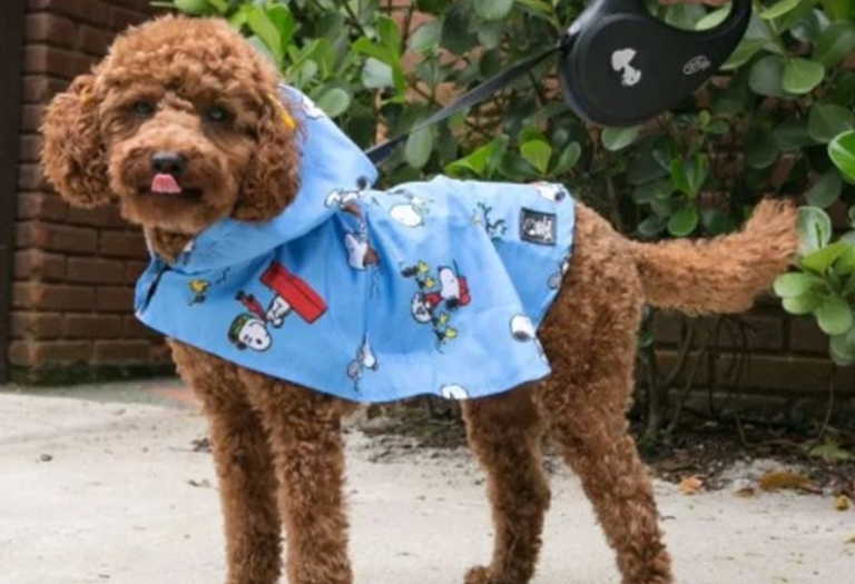 Como tirar as medidas do seu pet e comprar roupas no tamanho certo