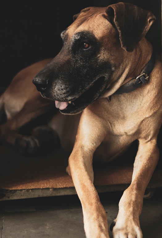 Tapete higiênico para cães - Cachorro grande