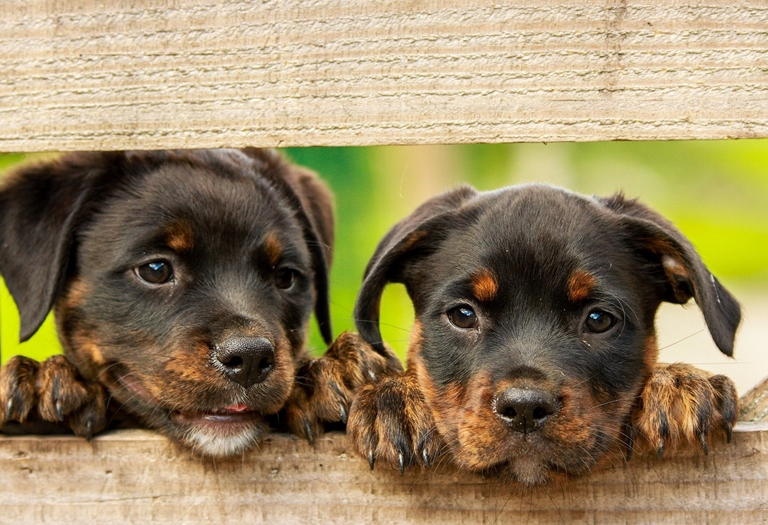 Tapete higiênico para cães - Filhotes
