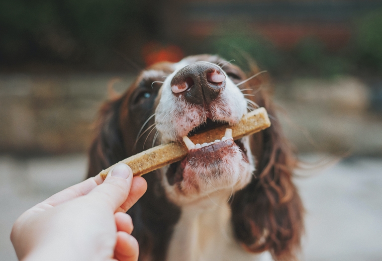 Tapete higiênico para cães - Petiscos