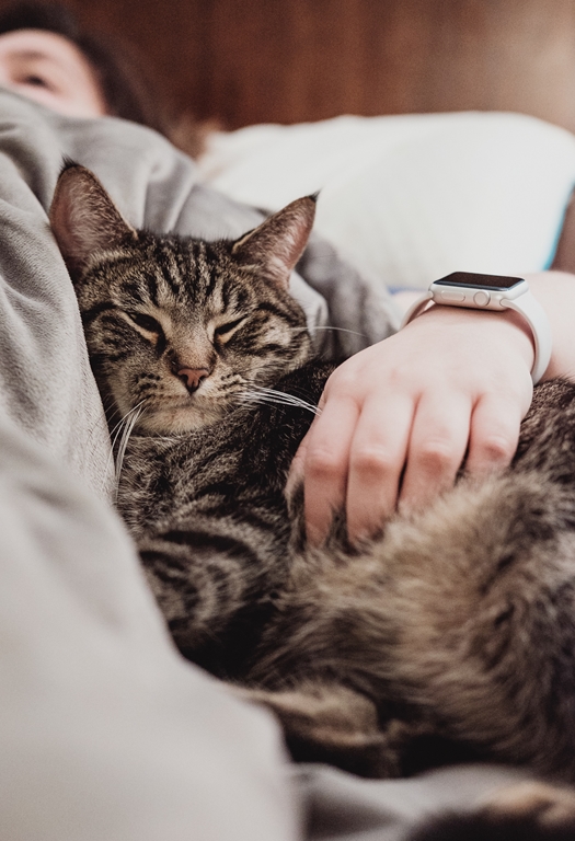 Dicas para acalmar os pets nas festas de fim de ano - acalmar