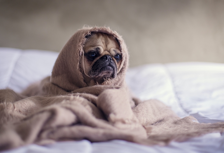 Dicas para acalmar os pets nas festas de fim de ano