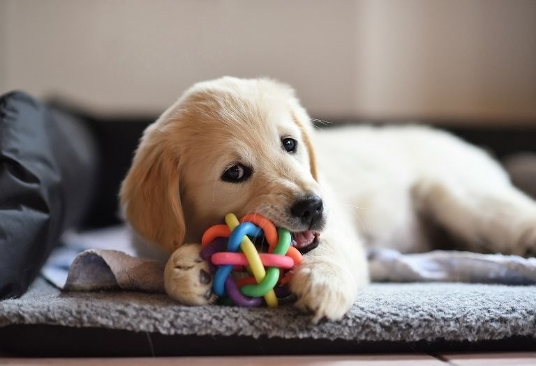 Brinquedos são aliados no desenvolvimento dos pets