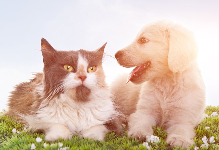 Dicas para manter o Pet saudável no verão