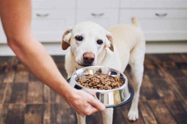 Quando é a hora de trocar a ração do cachorro? | Blog Dona