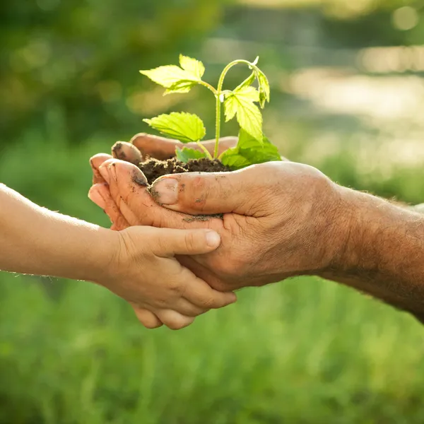 Dicas para preservar o meio ambiente sem sair de casa | Blog Dona