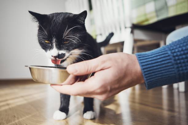 Erros na alimentação dos gatos