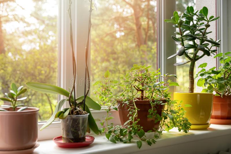 Quais plantas podemos plantar em casa? | Blog Dona