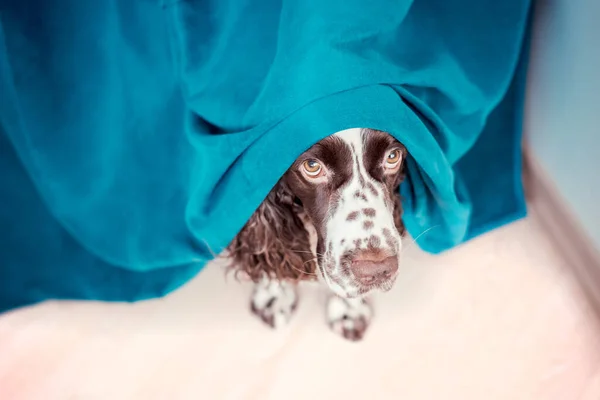 Como manter a saúde mental dos pets?