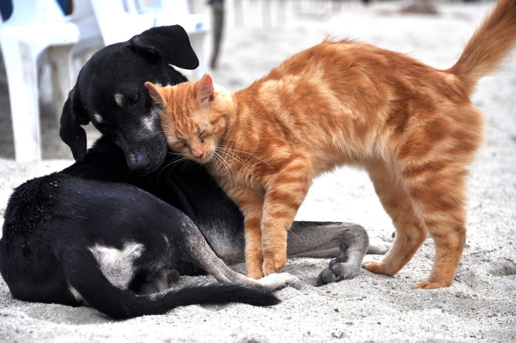 Cachorro e gato juntos