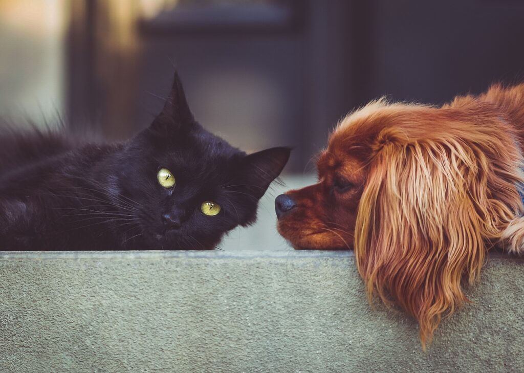 gato preto e cachorro caramelo