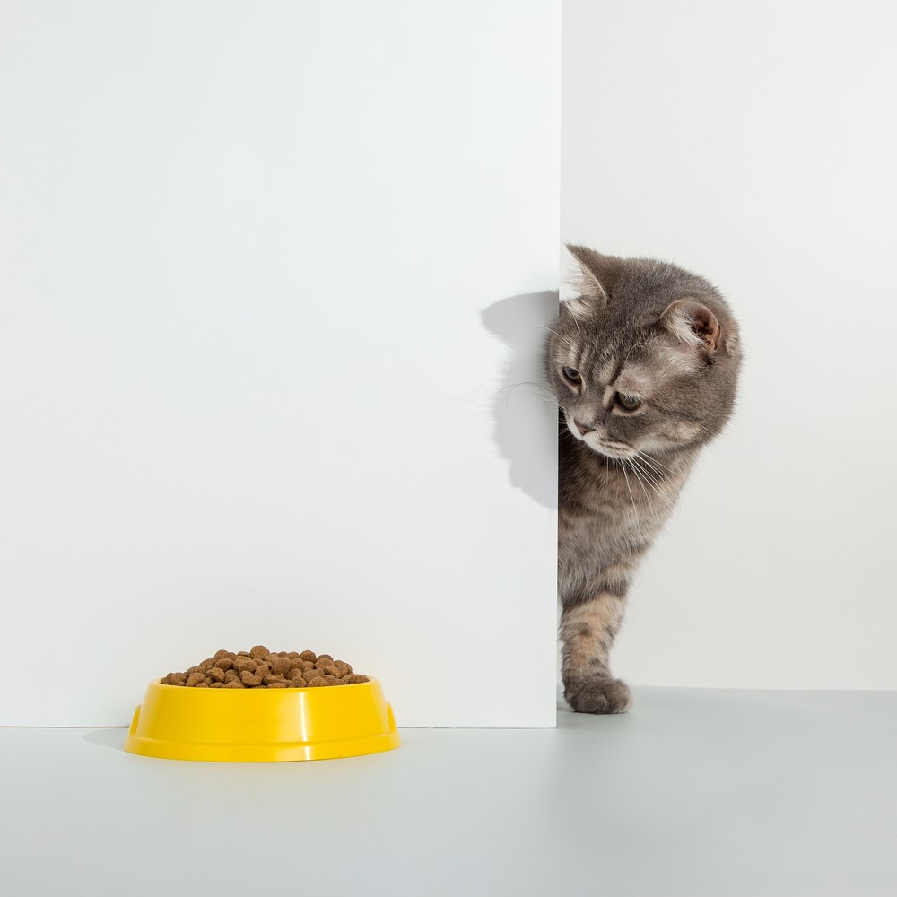 Gato olhando para ração 