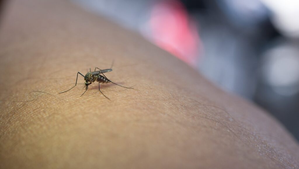Mosquito da dengue